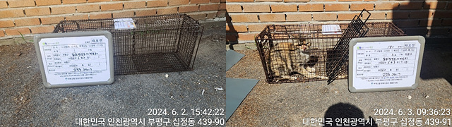 보호중동물사진 공고번호-인천-부평-2024-00249
