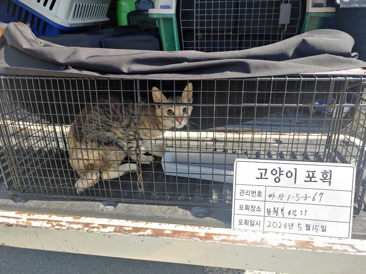 보호중동물사진 공고번호-경남-마산-2024-00739