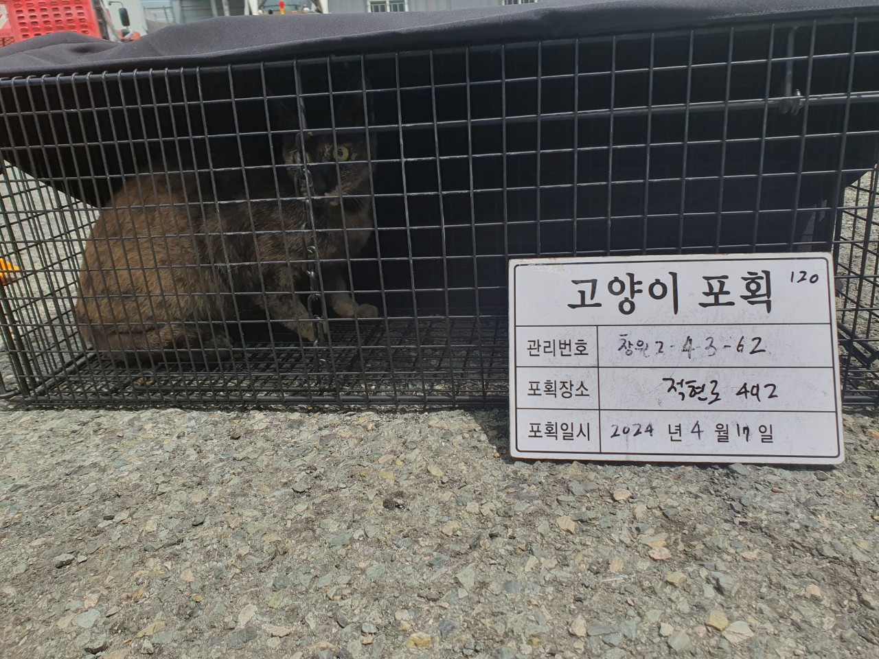 보호중동물사진 공고번호-경남-창원-2024-00415