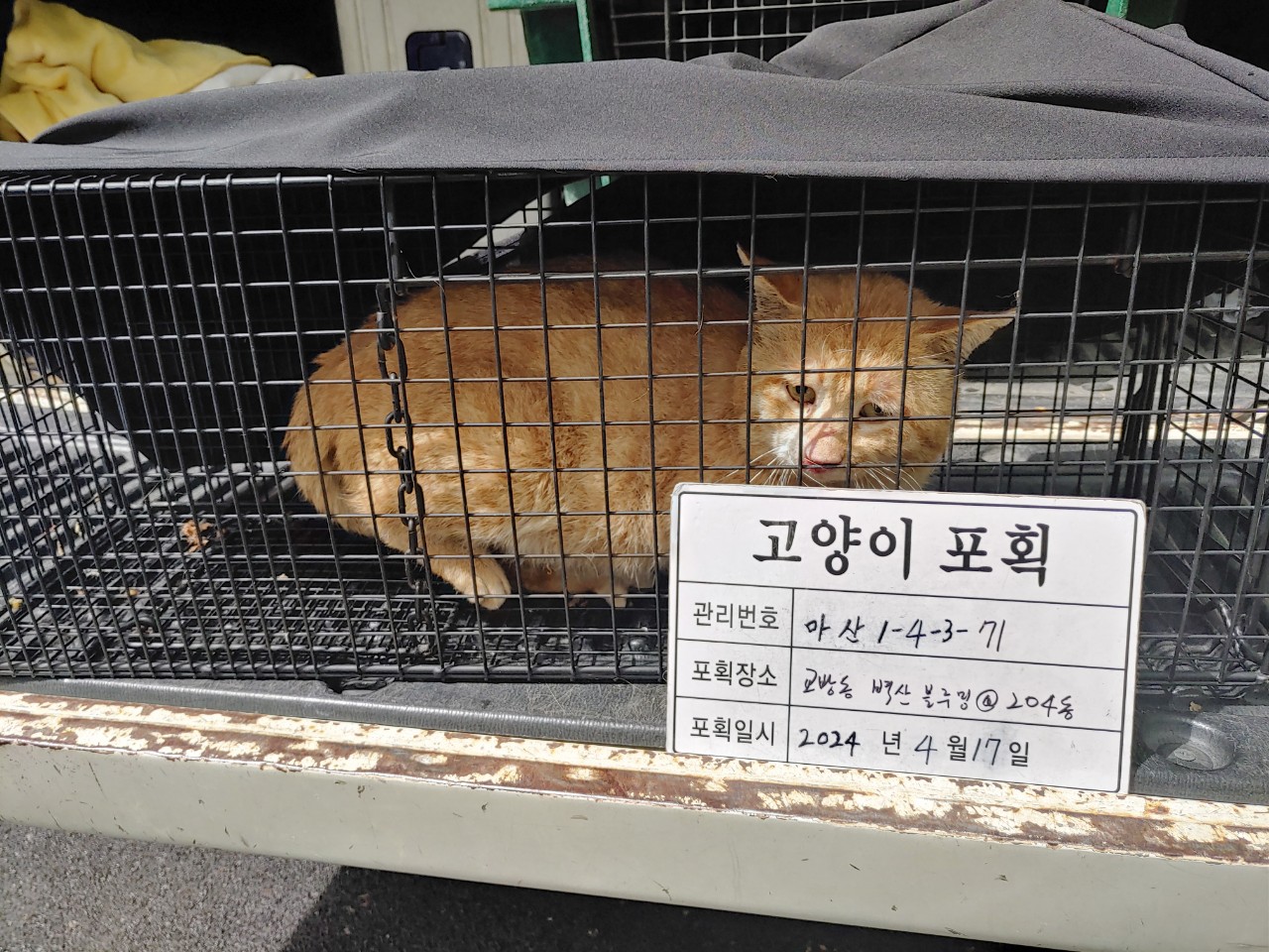 보호중동물사진 공고번호-경남-마산-2024-00524