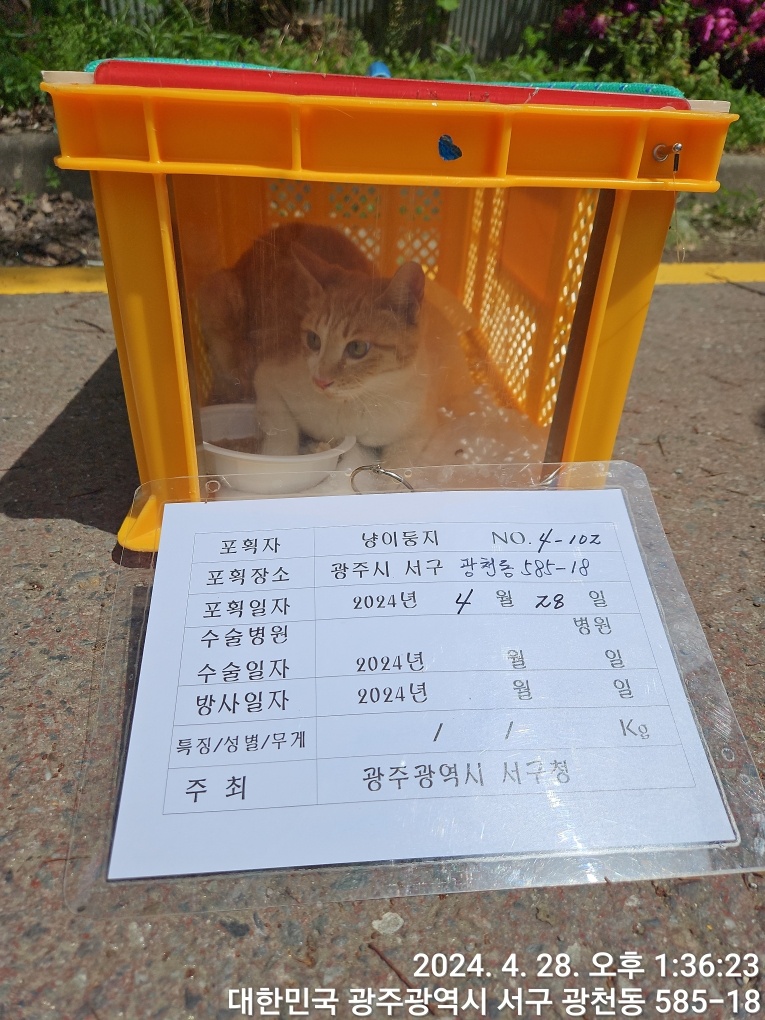 보호중동물사진 공고번호-광주-서구-2024-00184