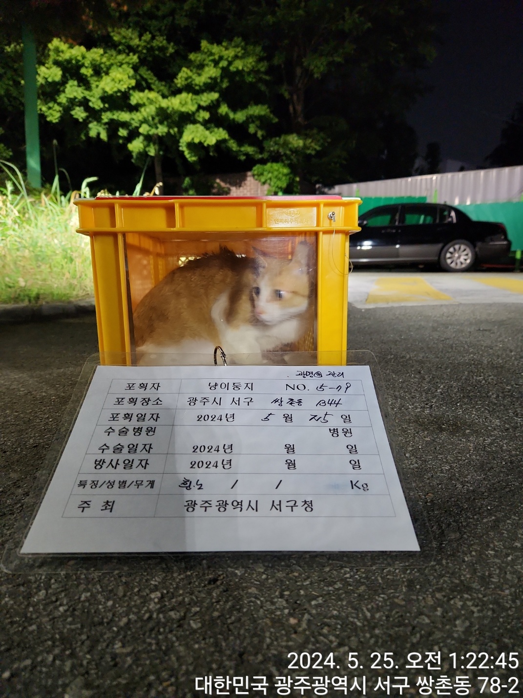 보호중동물사진 공고번호-광주-서구-2024-00281