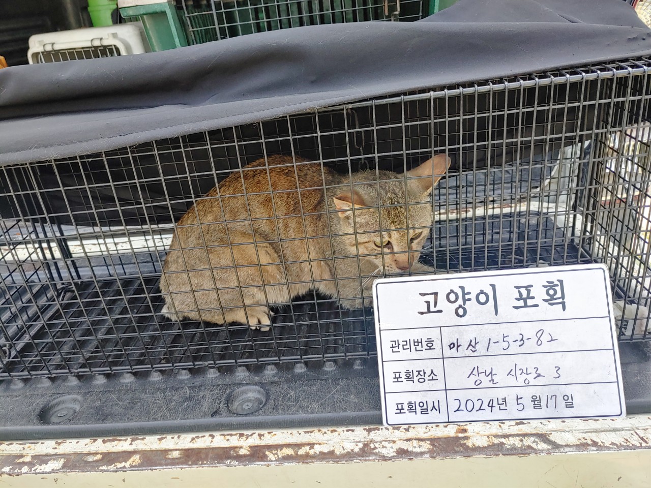 보호중동물사진 공고번호-경남-마산-2024-00776