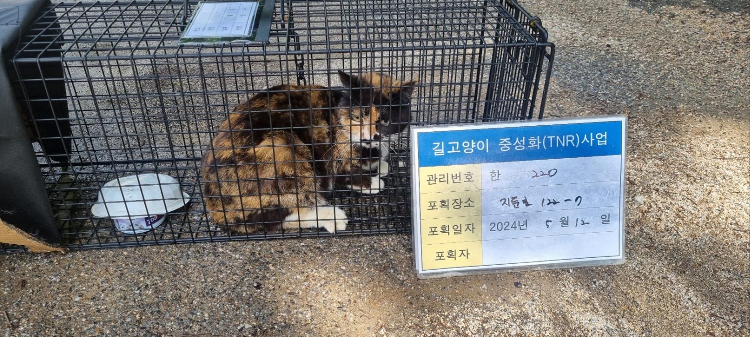 보호중동물사진 공고번호-경기-남양주-2024-01044