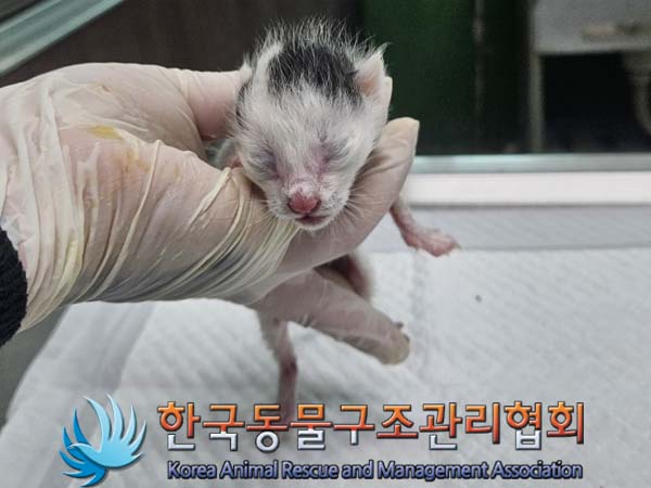 공고 번호가 경기-양주-2024-00281인 한국 고양이 동물 사진  