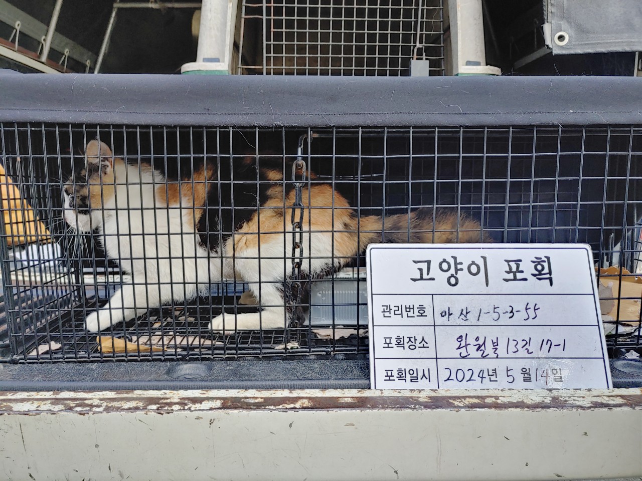 보호중동물사진 공고번호-경남-마산-2024-00724