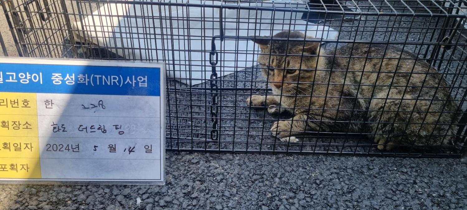보호중동물사진 공고번호-경기-남양주-2024-01061