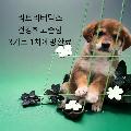 공고 번호가 경북-성주-2024-00152인 기타 동물 사진