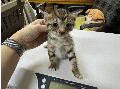 공고 번호가 광주-남구-2024-00091인 한국 고양이 동물 사진