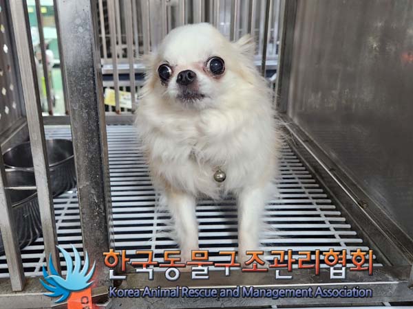 공고 번호가 서울-광진-2024-00037인 치와와 동물 사진