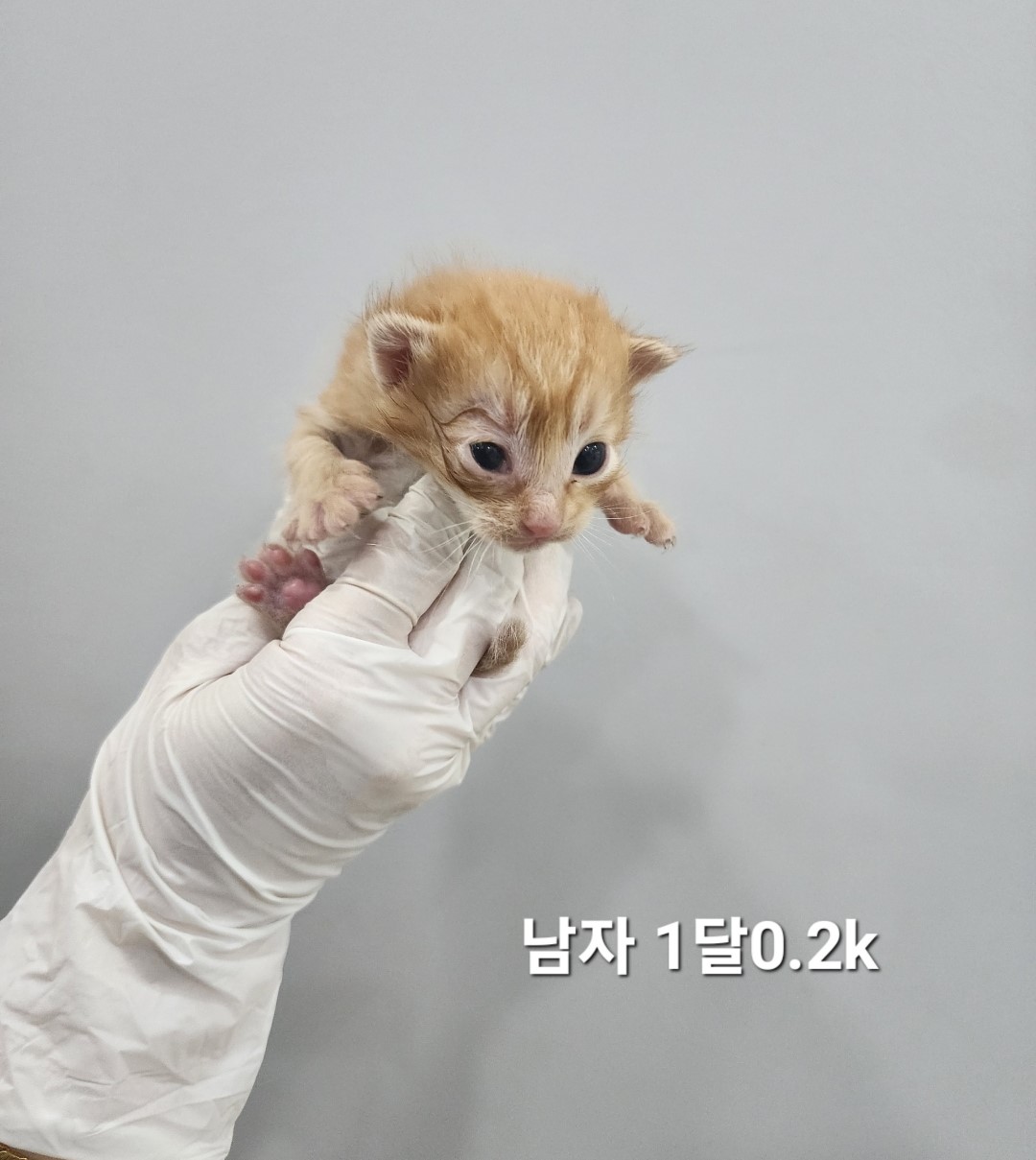 공고 번호가 충북-옥천-2024-00237인 한국 고양이 동물 사진