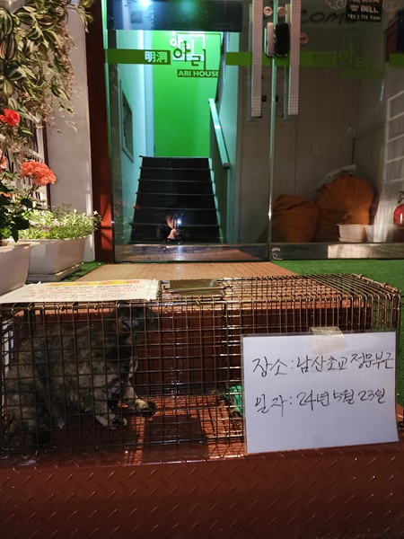 보호중동물사진 공고번호-서울-중구-2024-00179