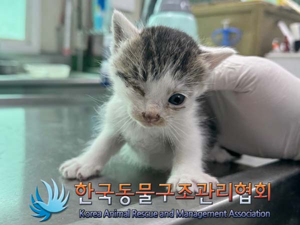 공고 번호가 경기-포천-2024-00441인 한국 고양이 동물 사진
