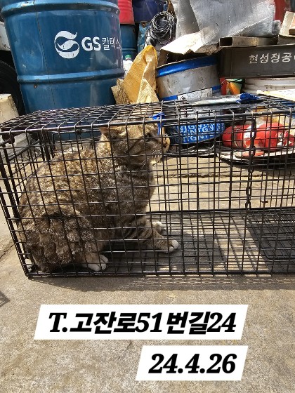 보호중동물사진 공고번호-인천-남동-2024-00244