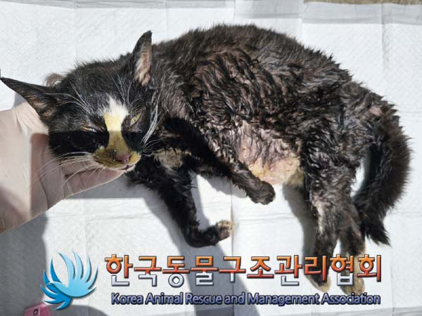 공고 번호가 경기-김포-2024-00384인 한국 고양이 동물 사진  
