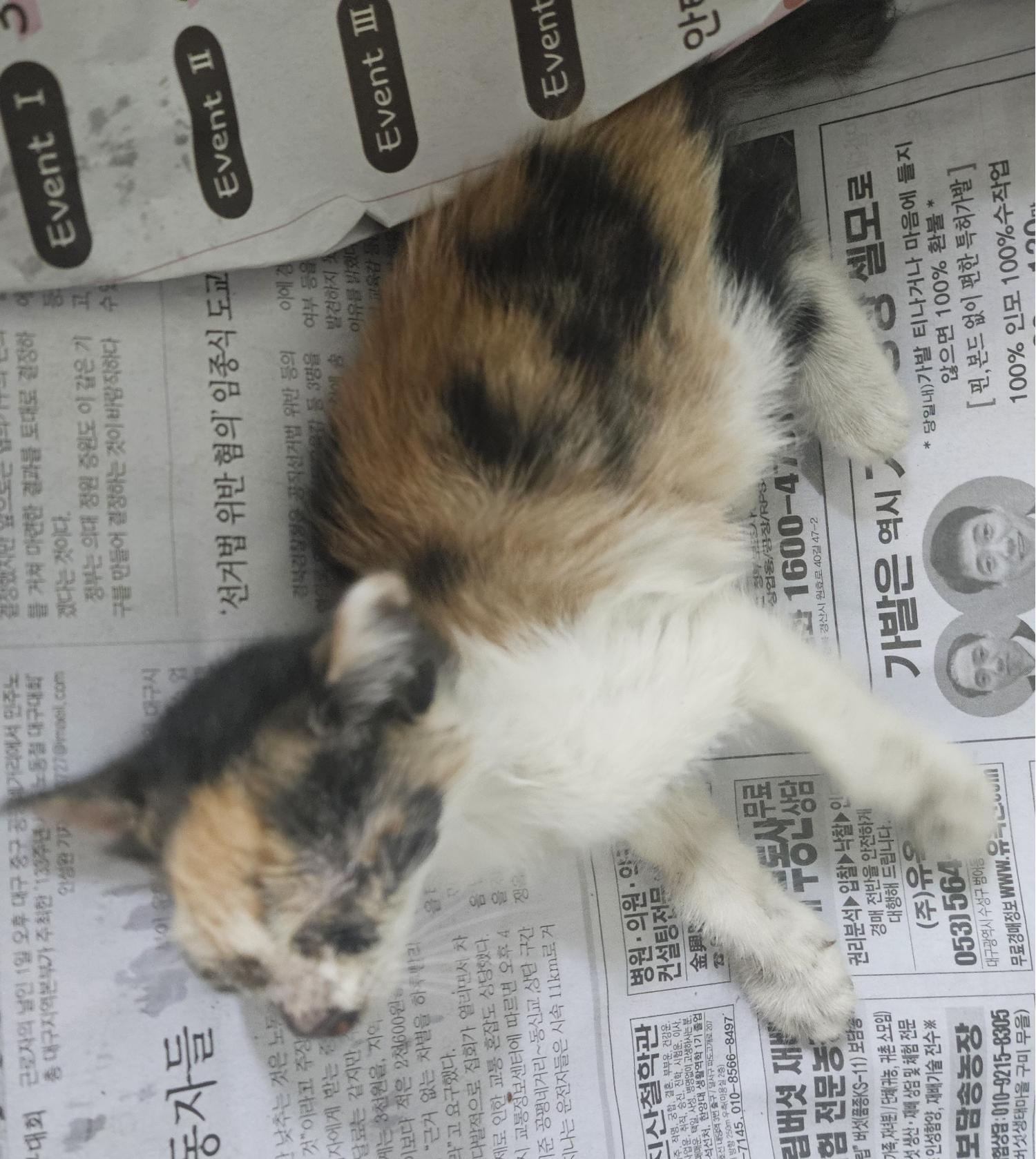 공고 번호가 대구-동구-2024-00188인 한국 고양이 동물 사진