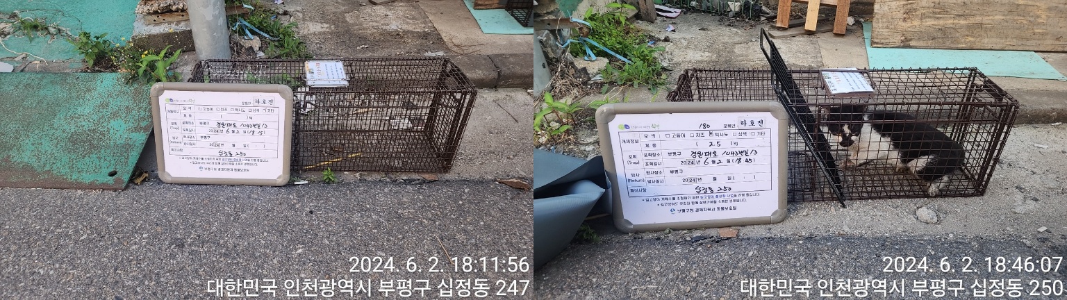 보호중동물사진 공고번호-인천-부평-2024-00244