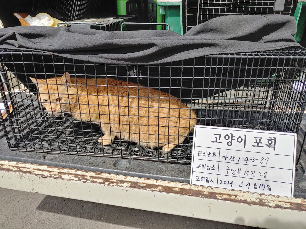 보호중동물사진 공고번호-경남-마산-2024-00540