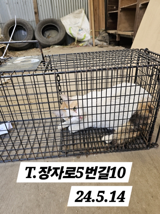 보호중동물사진 공고번호-인천-남동-2024-00309