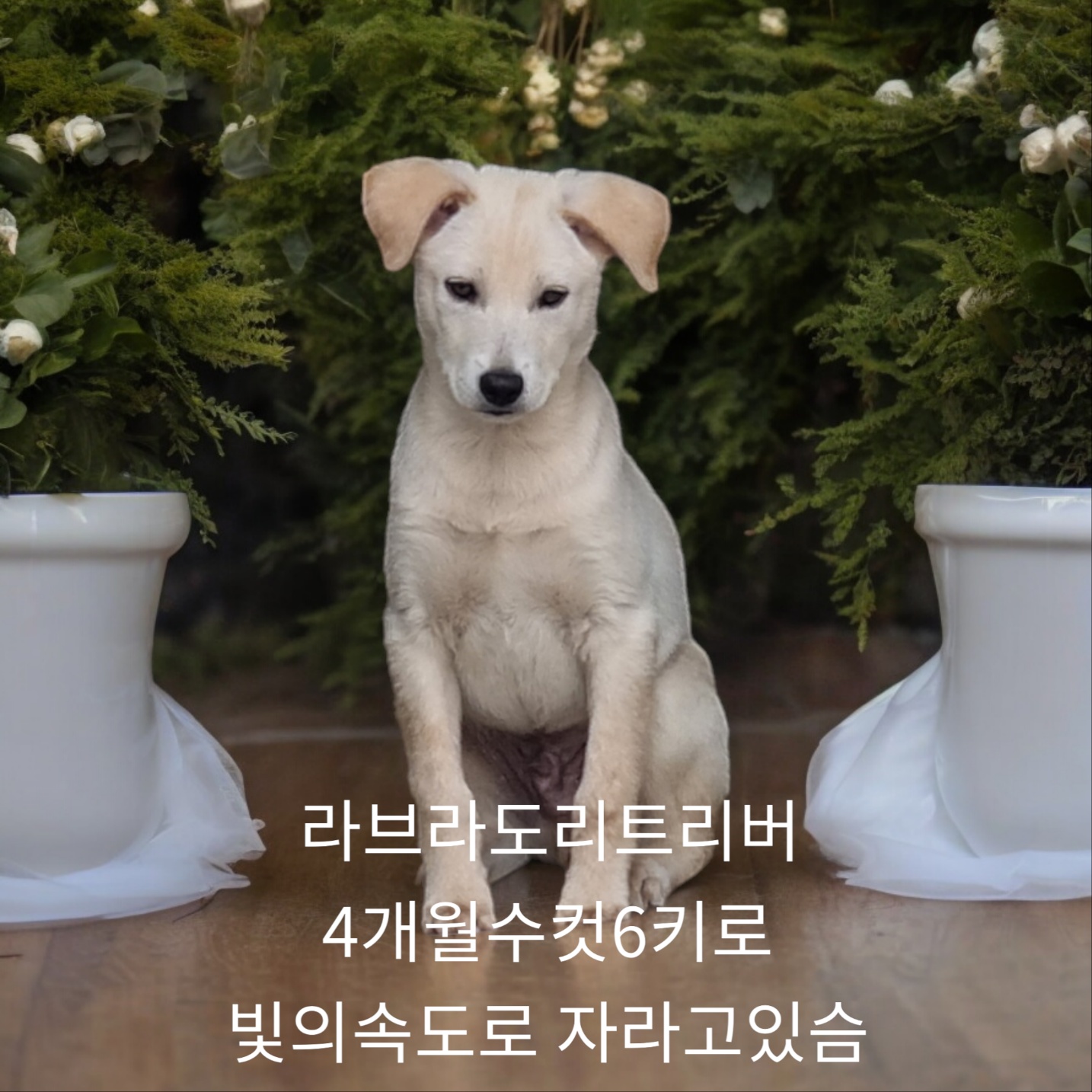 공고 번호가 경북-성주-2024-00219인 라브라도 리트리버 동물 사진