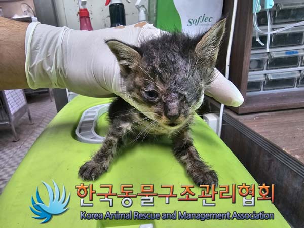 공고 번호가 경기-김포-2024-00385인 한국 고양이 동물 사진  