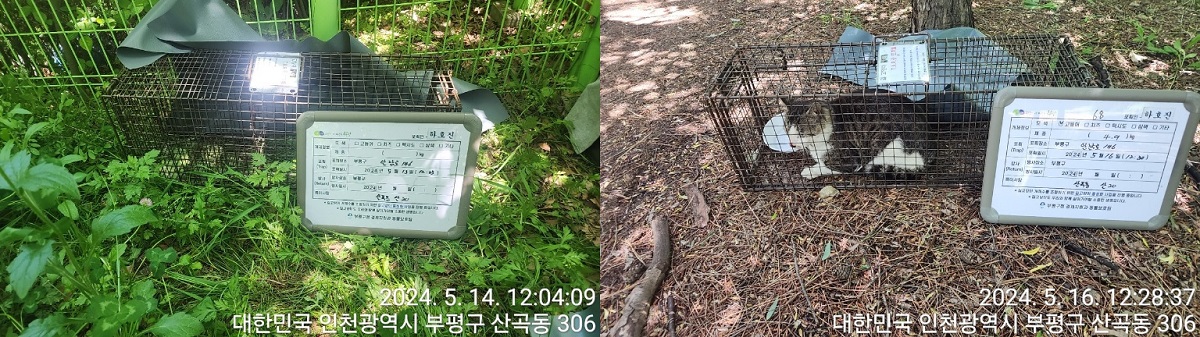 보호중동물사진 공고번호-인천-부평-2024-00135