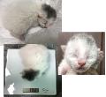 공고 번호가 부산-연제-2024-00032인 한국 고양이 동물 사진