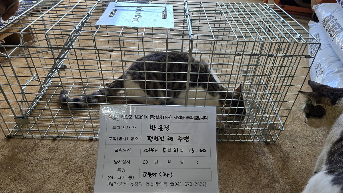 보호중동물사진 공고번호-충남-태안-2024-00288