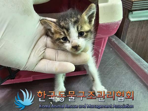 공고 번호가 경기-파주-2024-00438인 한국 고양이 동물 사진  