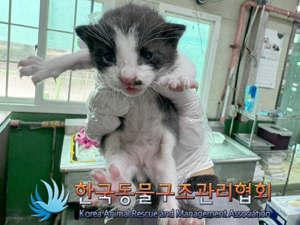 공고 번호가 서울-동대문-2024-00089인 한국 고양이 동물 사진