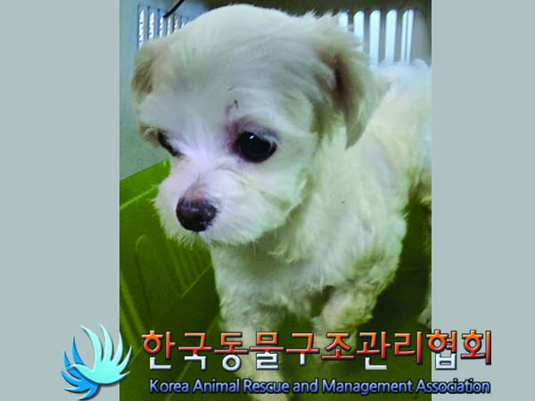 공고 번호가 경기-동두천-2024-00068인 말티즈 동물 사진  