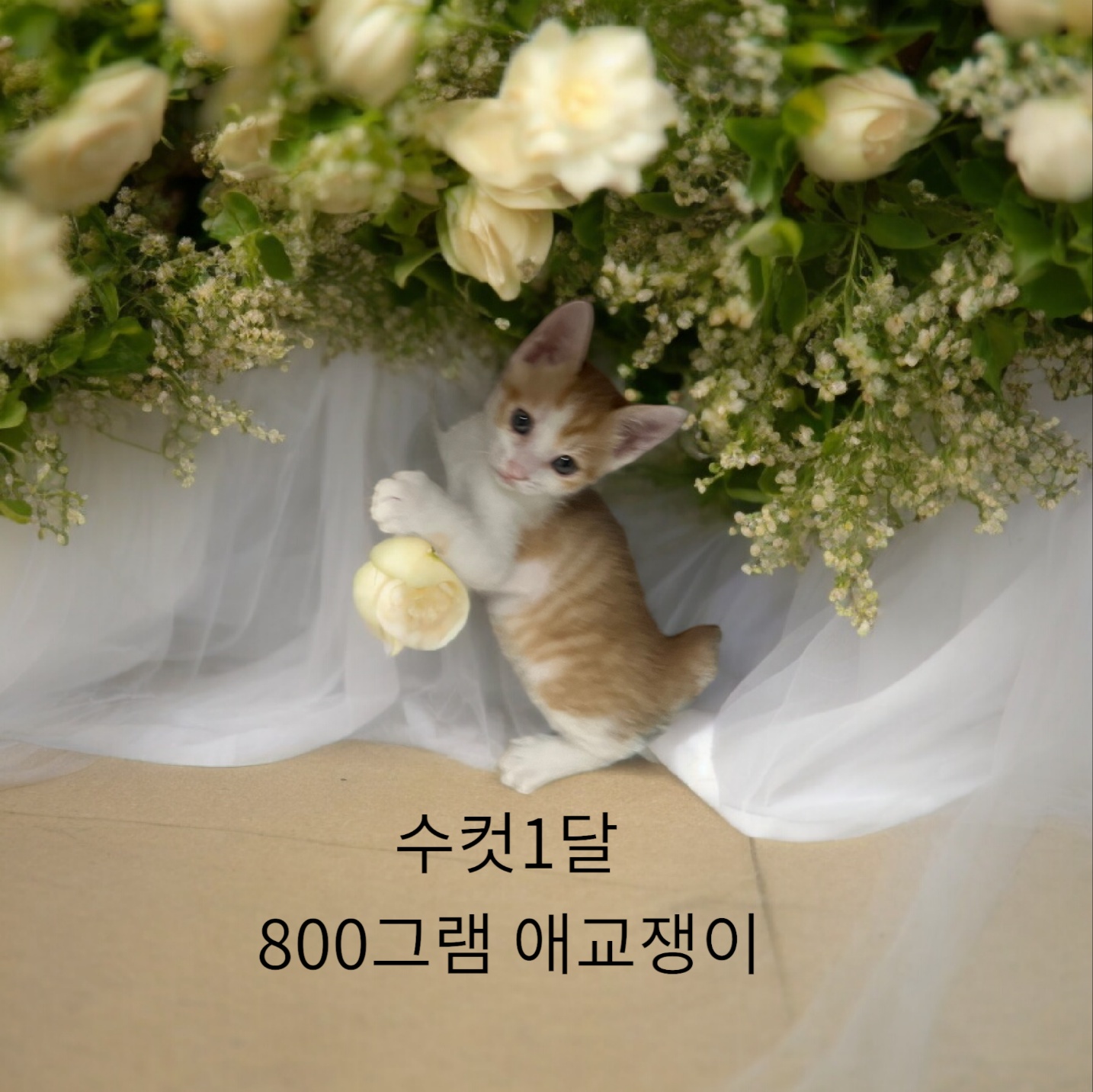 공고 번호가 경북-성주-2024-00227인 한국 고양이 동물 사진