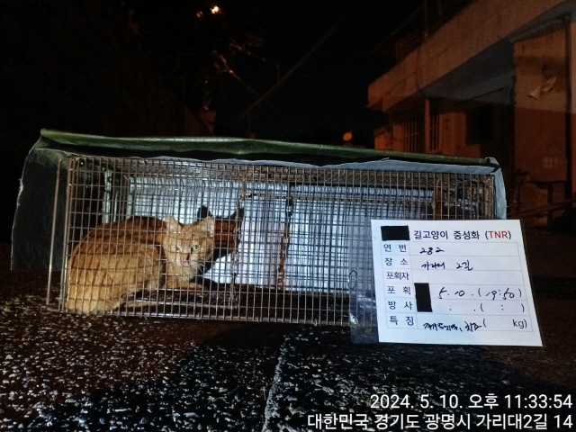 보호중동물사진 공고번호-경기-광명-2024-00281