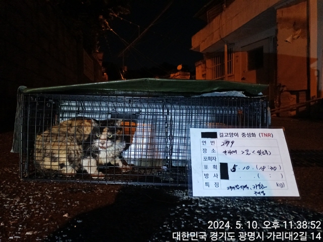 보호중동물사진 공고번호-경기-광명-2024-00278