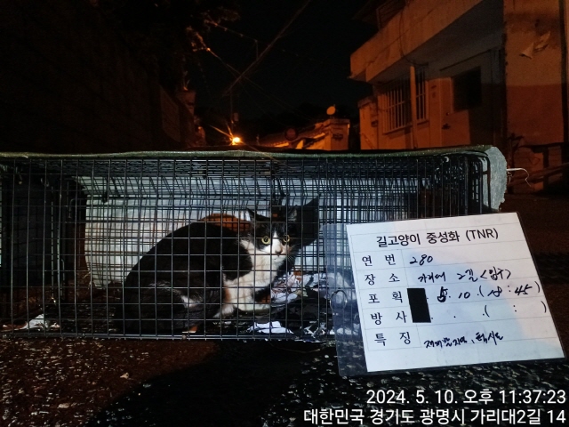 보호중동물사진 공고번호-경기-광명-2024-00279