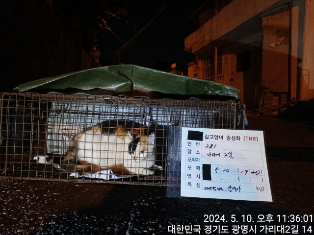 보호중동물사진 공고번호-경기-광명-2024-00280