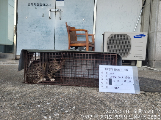 보호중동물사진 공고번호-경기-광명-2024-00286