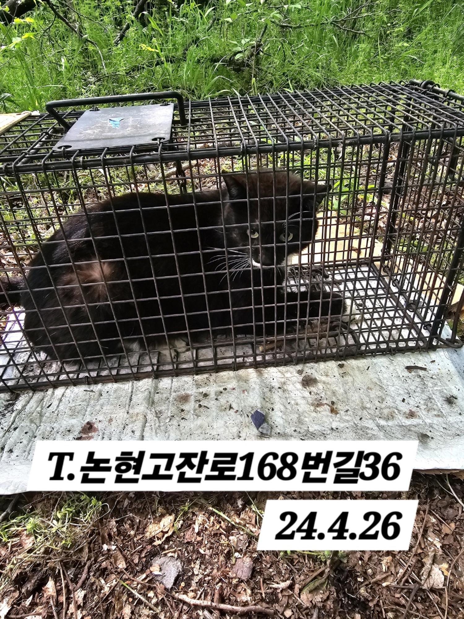 보호중동물사진 공고번호-인천-남동-2024-00240