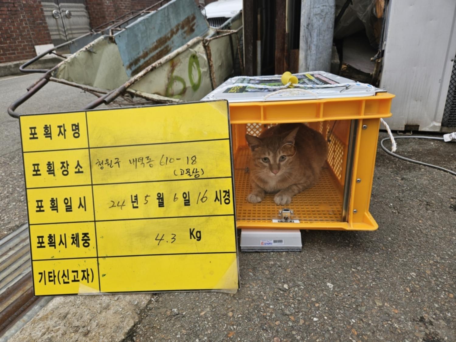 보호중동물사진 공고번호-충북-청주-2024-01115