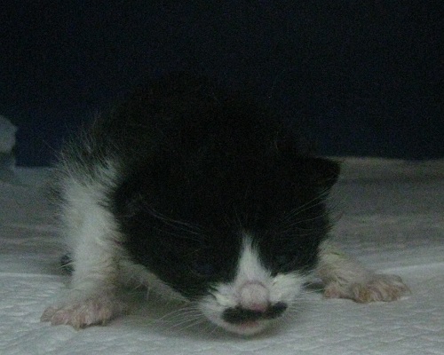 공고 번호가 울산-중구-2024-00117인 한국 고양이 동물 사진