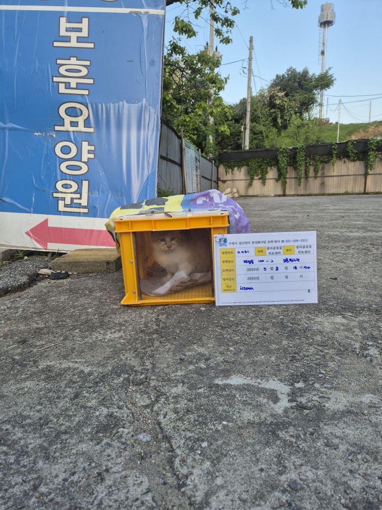 보호중동물사진 공고번호-경기-수원-2024-00304