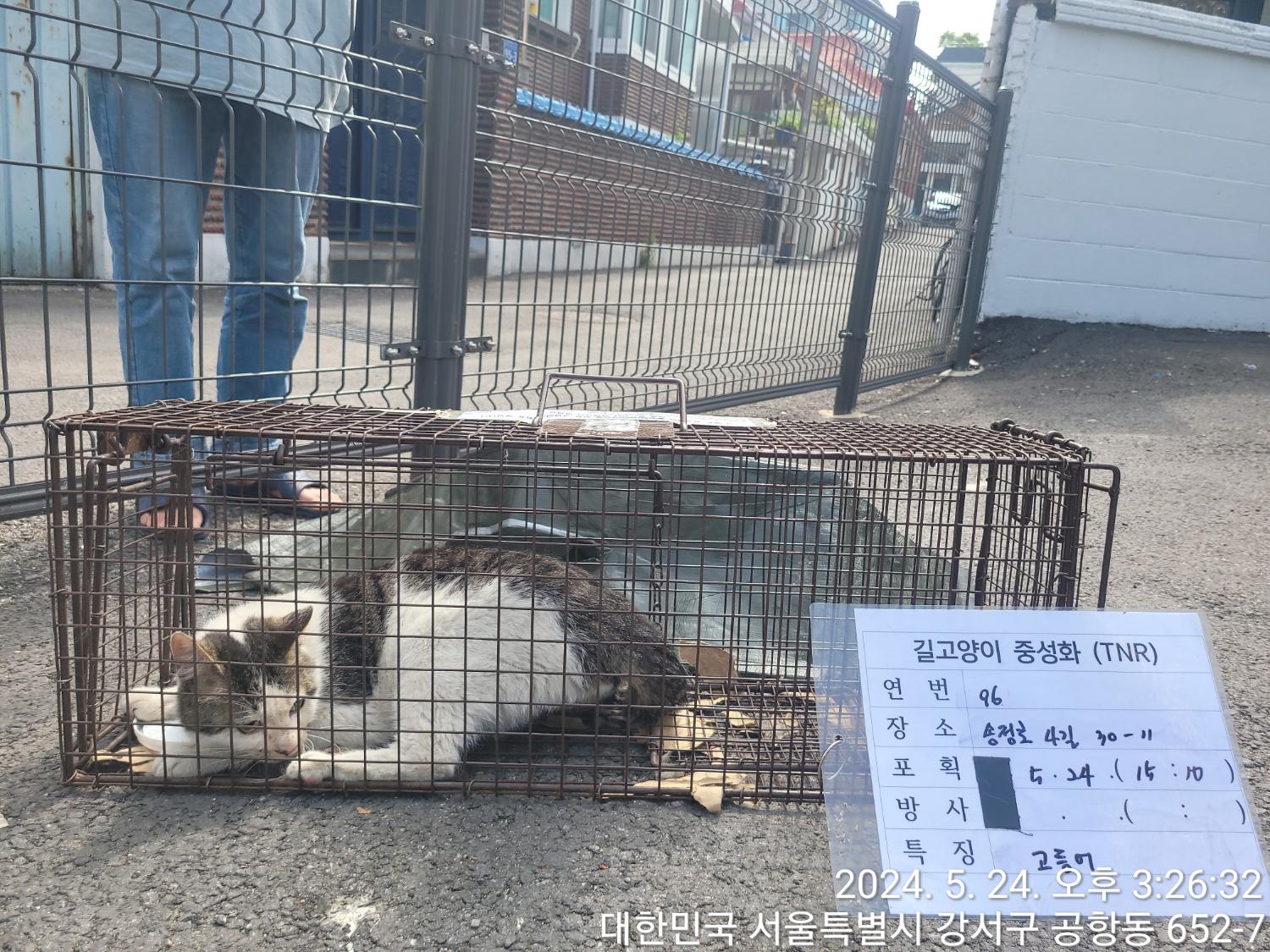 보호중동물사진 공고번호-서울-강서-2024-00199