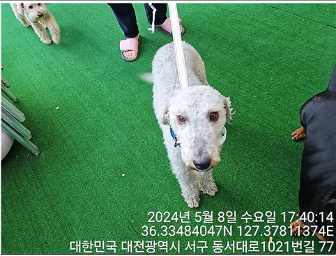 공고 번호가 대전-서구-2024-00139인 베들링턴 테리어 동물 사진  