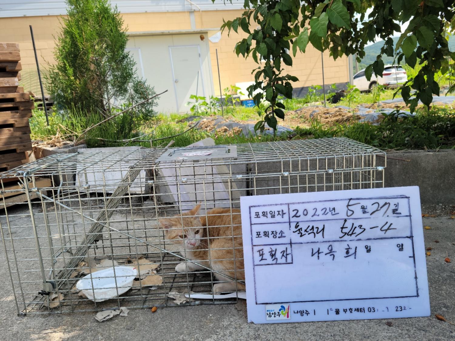보호중동물사진 공고번호-경기-남양주-2022-00683