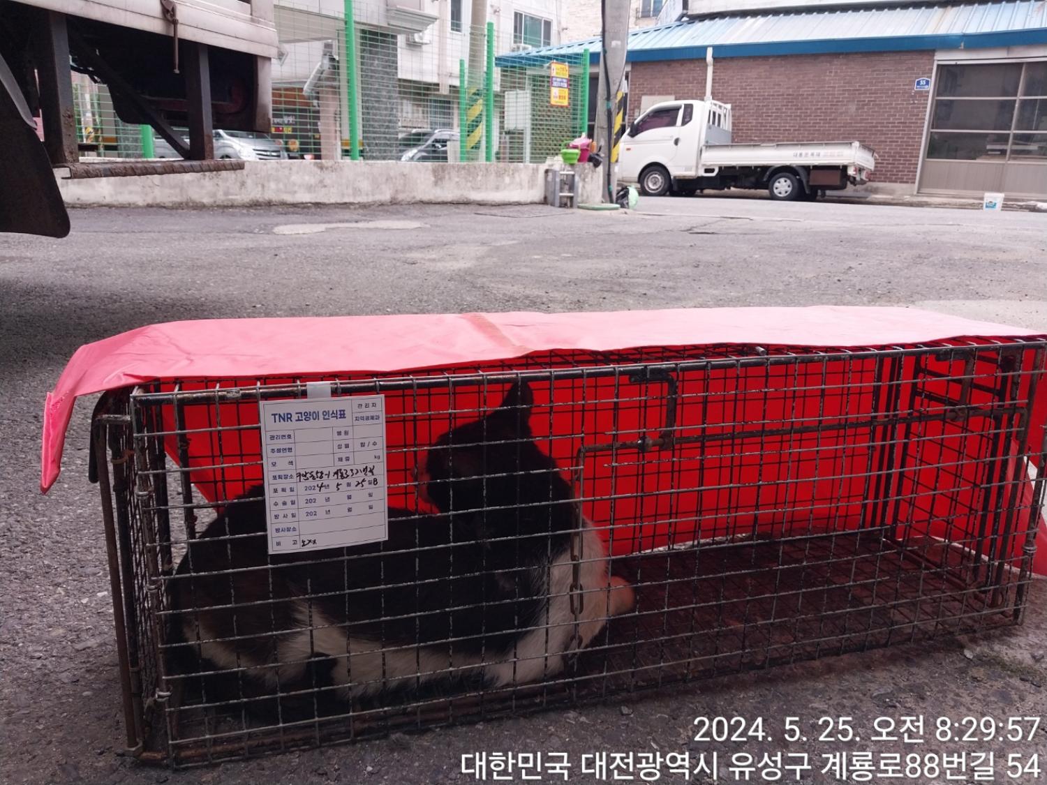 보호중동물사진 공고번호-대전-유성-2024-00223