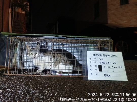 보호중동물사진 공고번호-경기-광명-2024-00318
