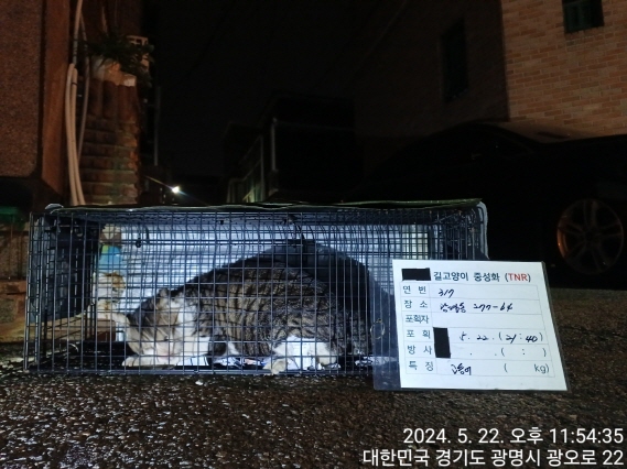 보호중동물사진 공고번호-경기-광명-2024-00319