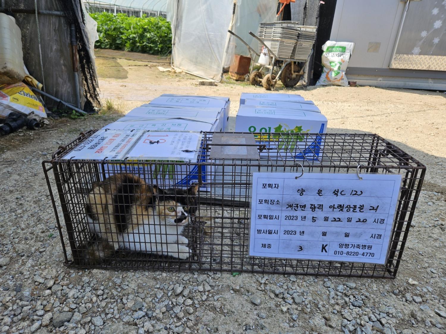 보호중동물사진 공고번호-경기-양평-2024-00706