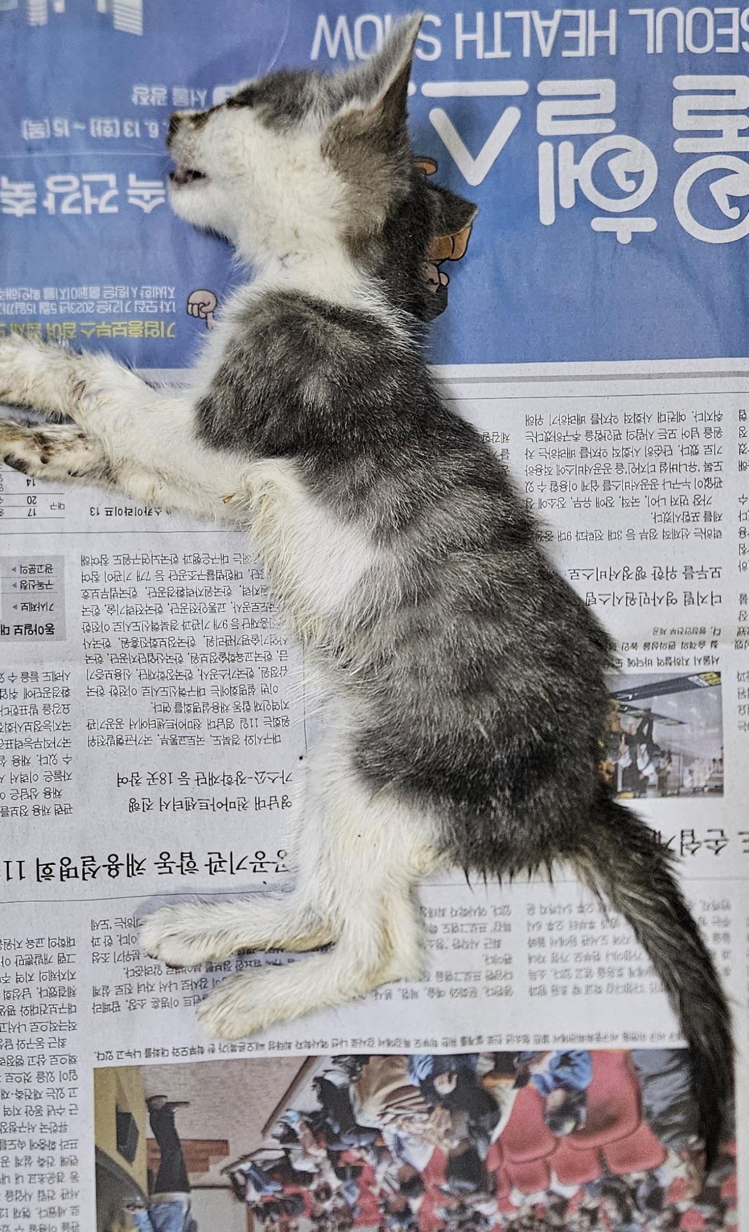 공고 번호가 대구-동구-2024-00191인 한국 고양이 동물 사진