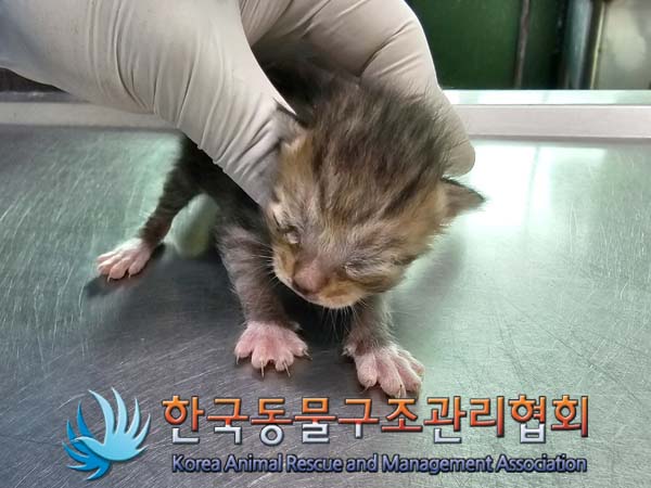 공고 번호가 경기-포천-2024-00345인 한국 고양이 동물 사진
